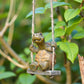 🏆Surprise Price: Only £9.99!!!🐢Whimsical Turtle Swing Decor🌿